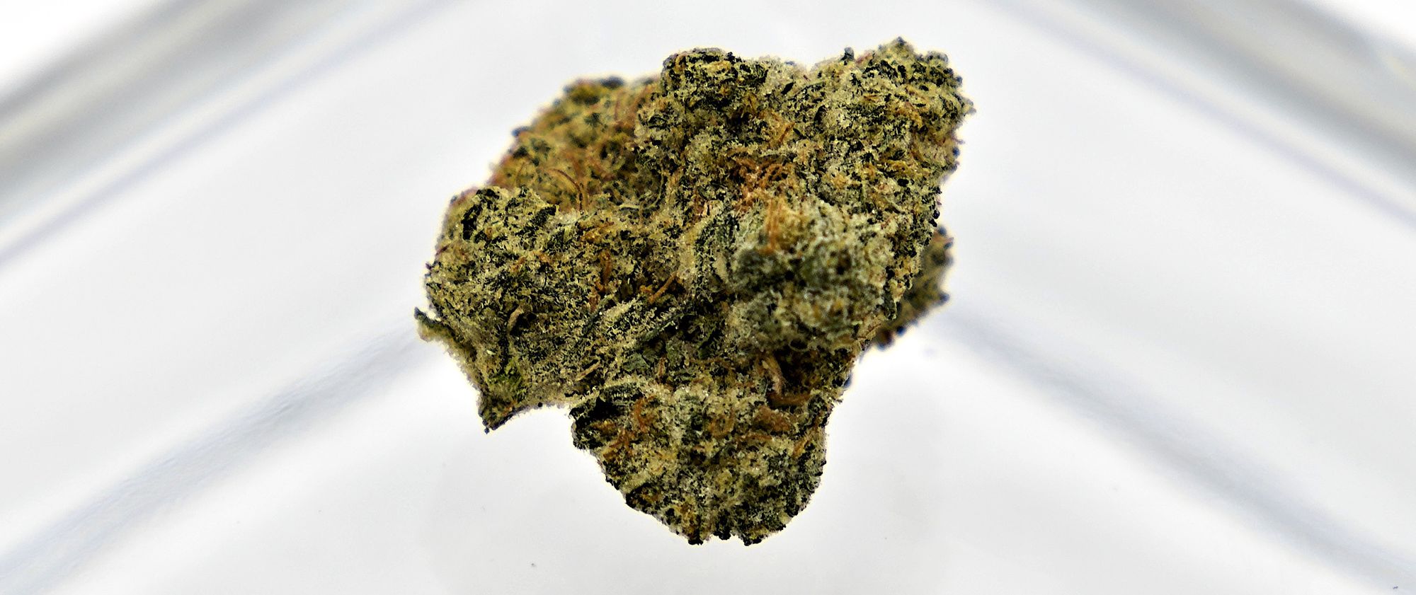 Pink From Carmel