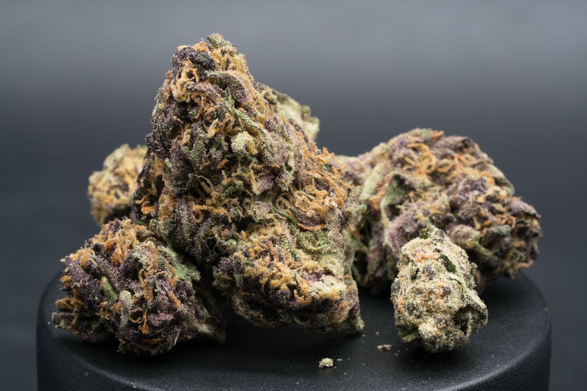 Purple Pug