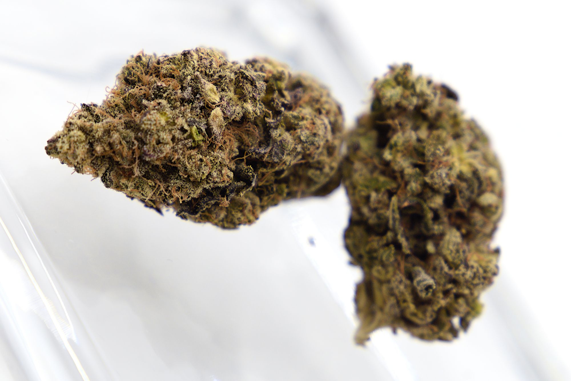 Banana Thai X Sundae Driver Grown by Jon Grow