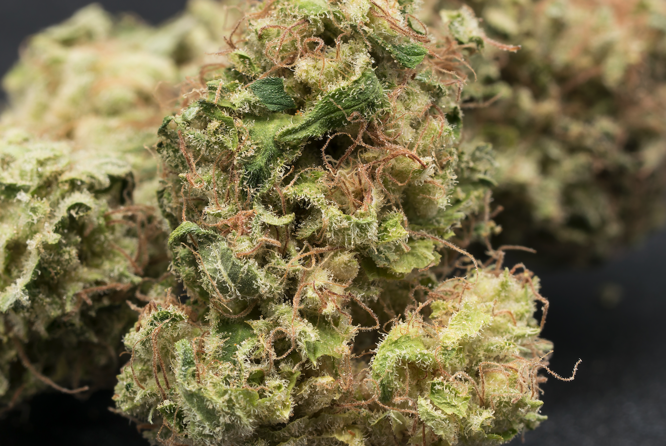 Squid Pant's White Widow