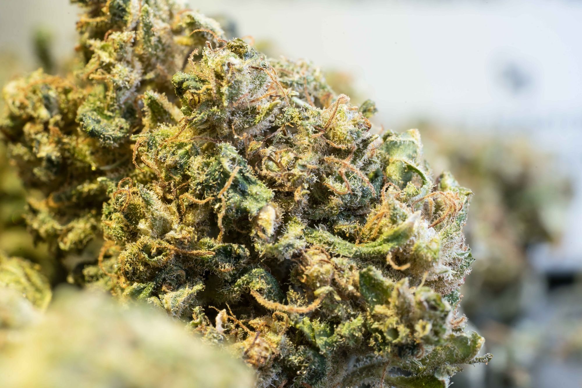 Cannatonic by James E Wagner Cultivation