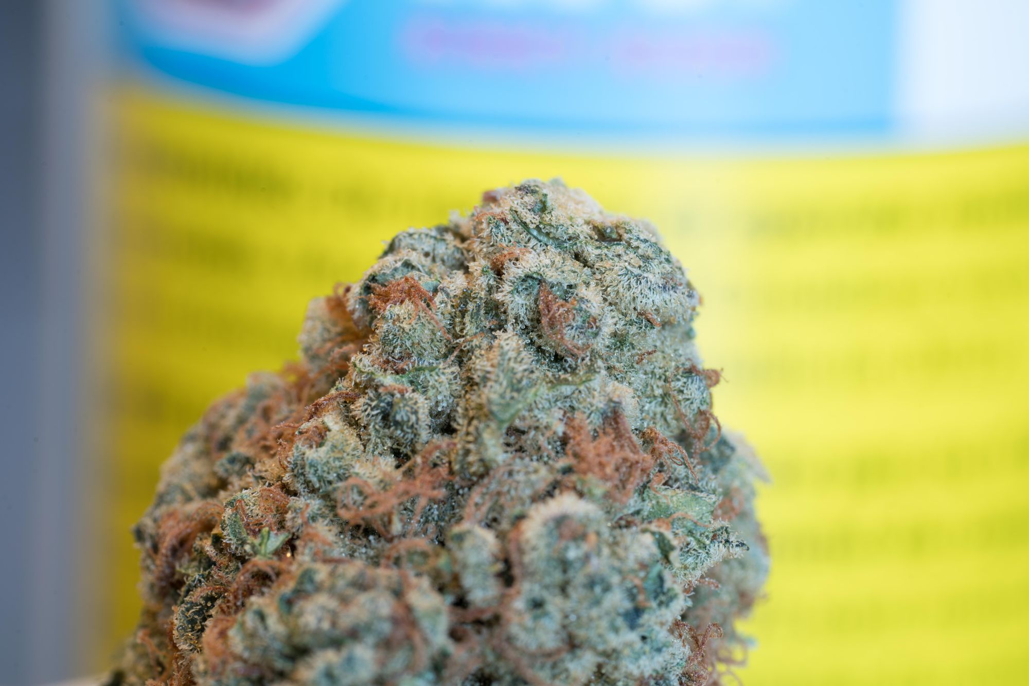 Gold Kush (Kinky Kush) by CannTrust (LIIV)