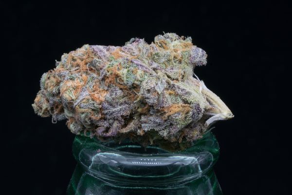 Three in the Pink grown by Squid Pants