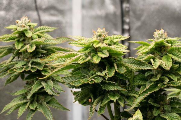 Spring 2023 Indoor Cannabis Grow