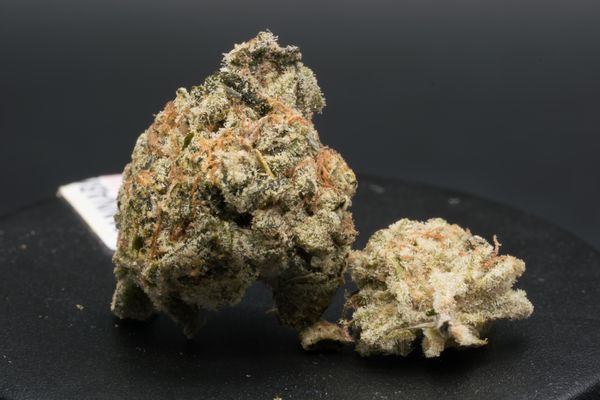 Mendoz Stomper x Sunset Sherbet