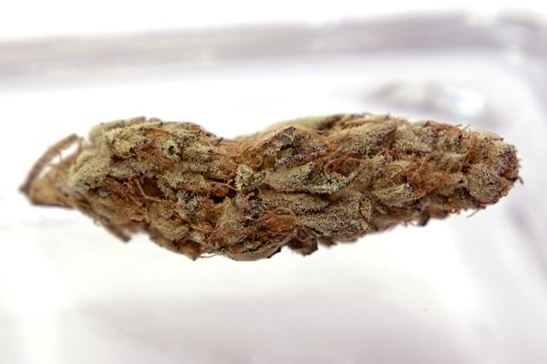 Supertron From Humboldt Seed Org. Grown by Pancakenap
