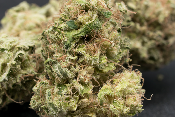 Squid Pant's White Widow